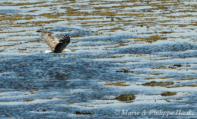 Pygargue a queue blanche 2508.jpg - Pygargue à queue blanche, Haliaeetus albicilla, White-tailed Eagle (Porsangerfjorden, Norvège, juin 2012)